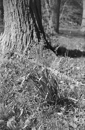 TREES AND PLANTS IN WOOD DAFFODILS